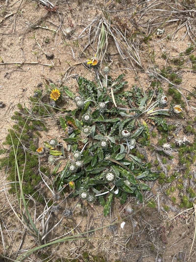 Trichocline incana photo 8