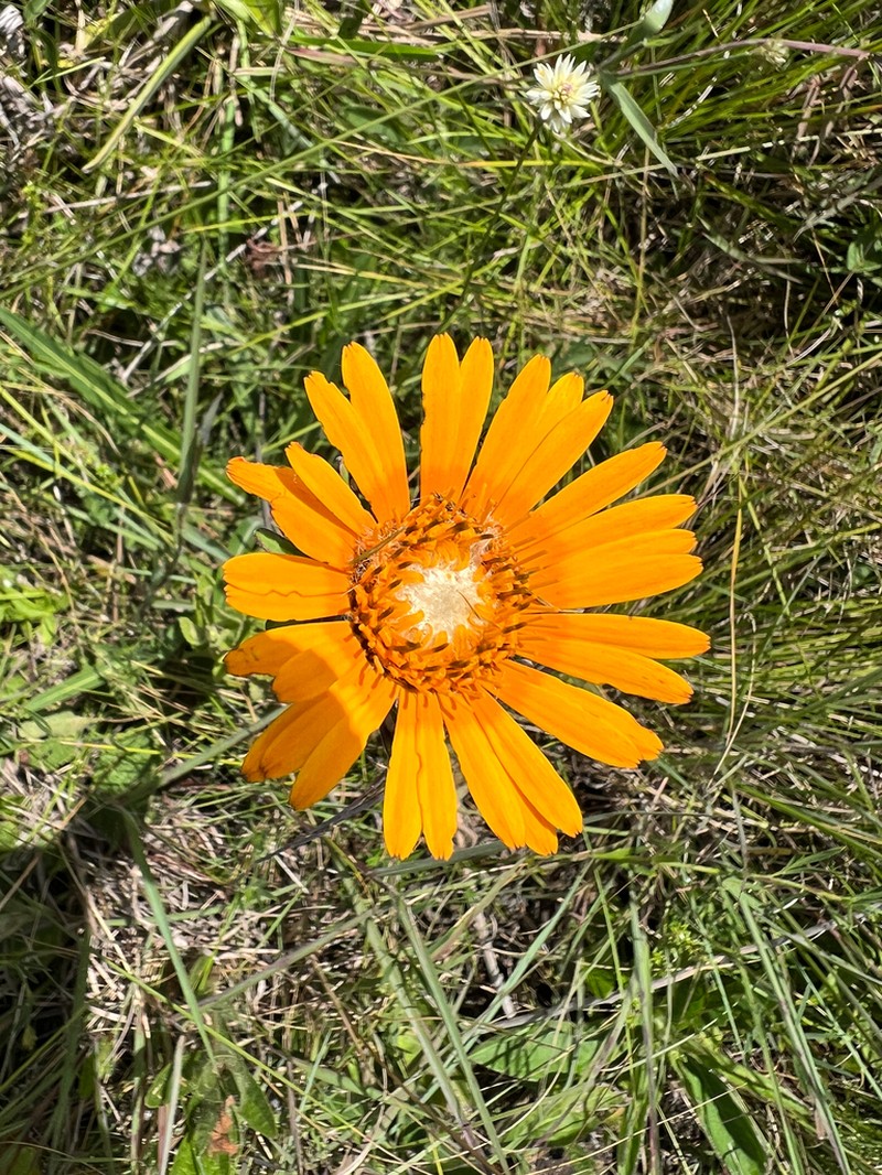 Trichocline linearifolia photo 2