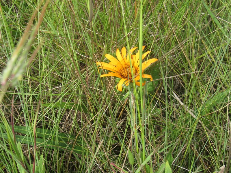 Trichocline linearifolia photo 3