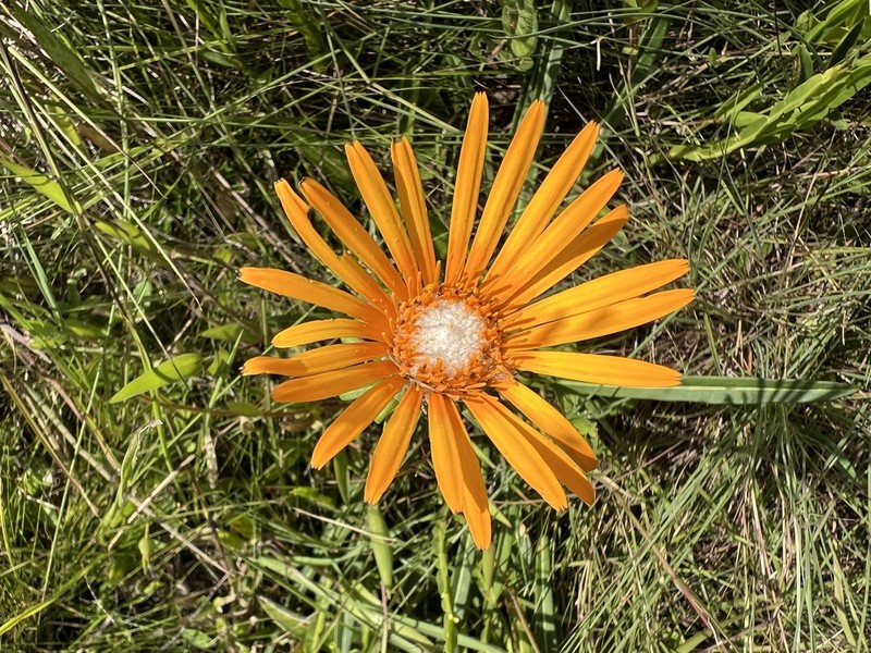 Trichocline linearifolia photo 4