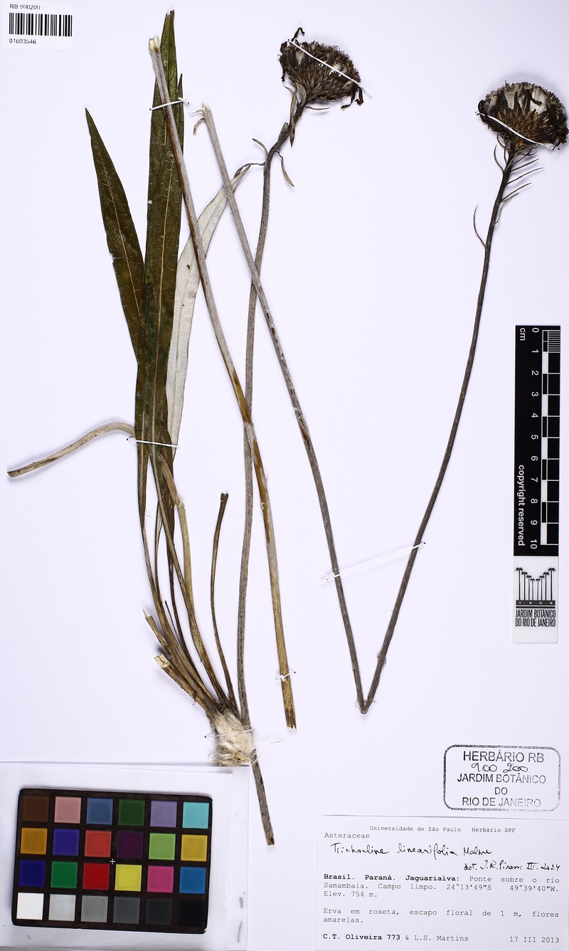 Trichocline linearifolia photo 5