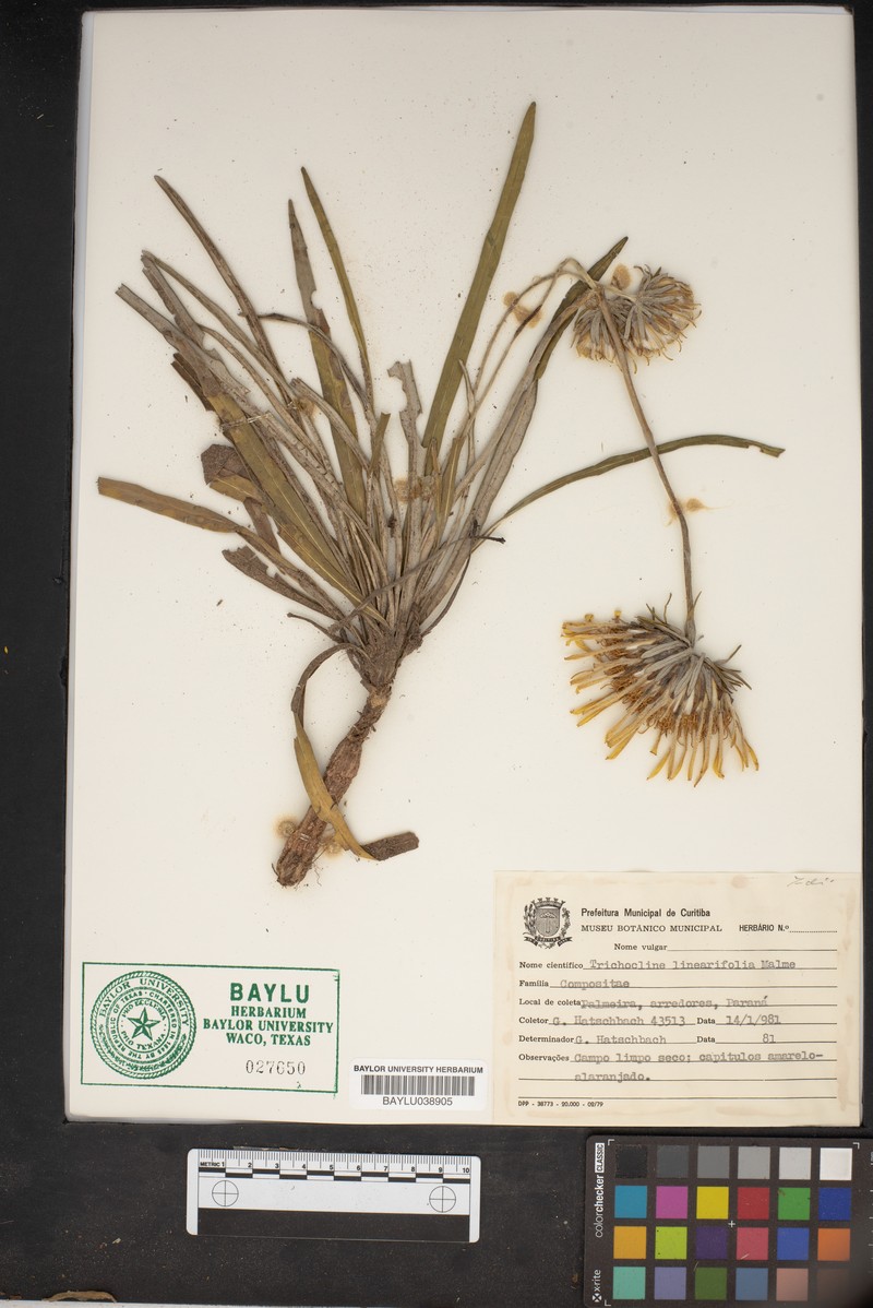 Trichocline linearifolia photo 6
