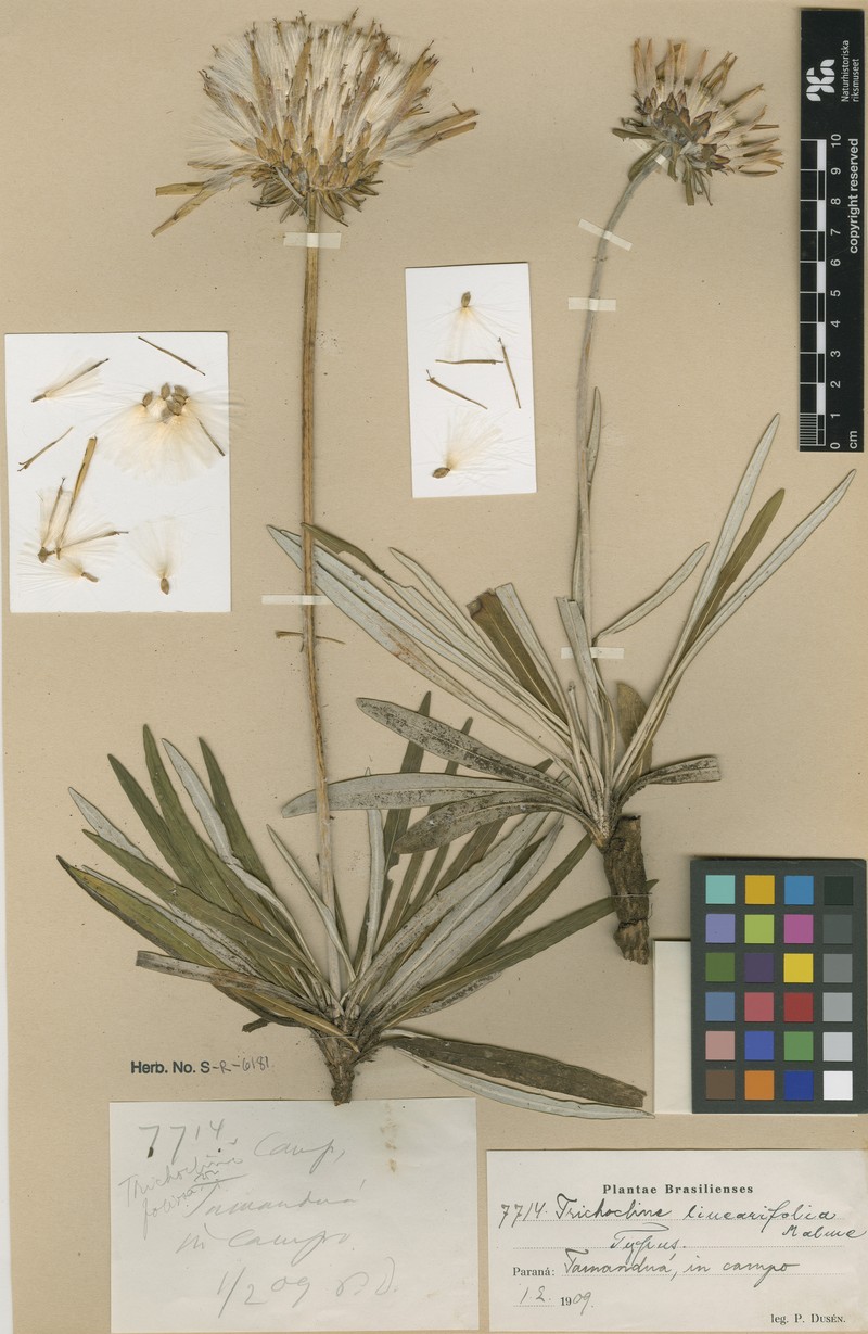 Trichocline linearifolia photo 7