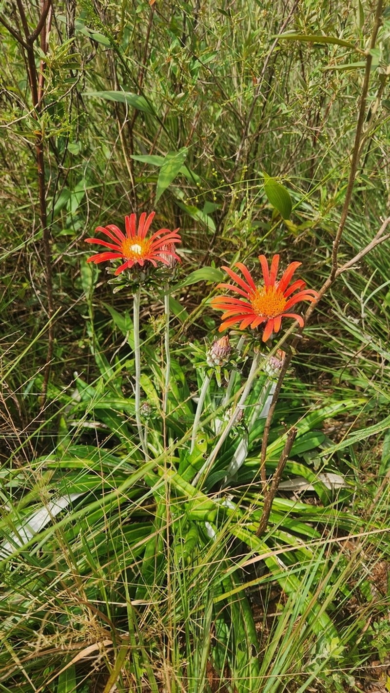 Trichocline macrocephala photo 2