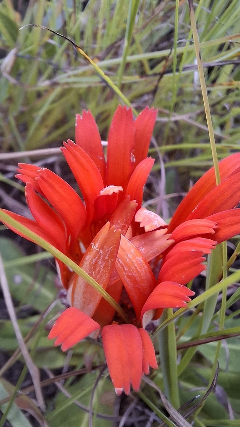 Trichocline macrocephala photo 4