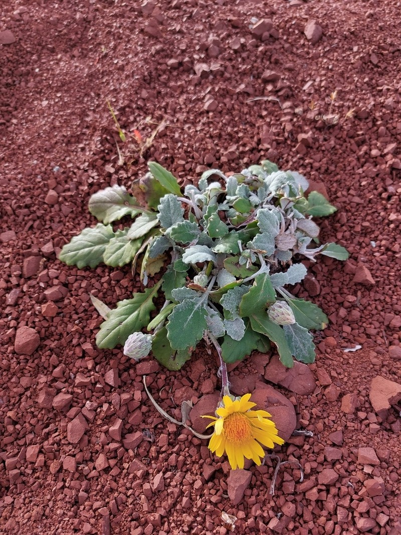 Trichocline macrorhiza