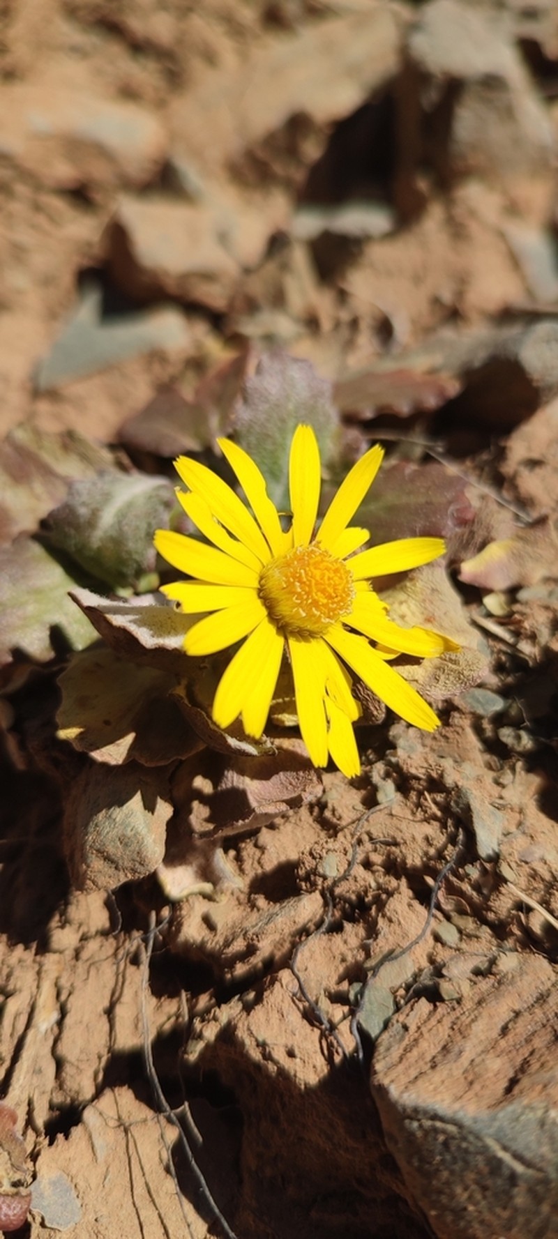 Trichocline macrorhiza photo 3