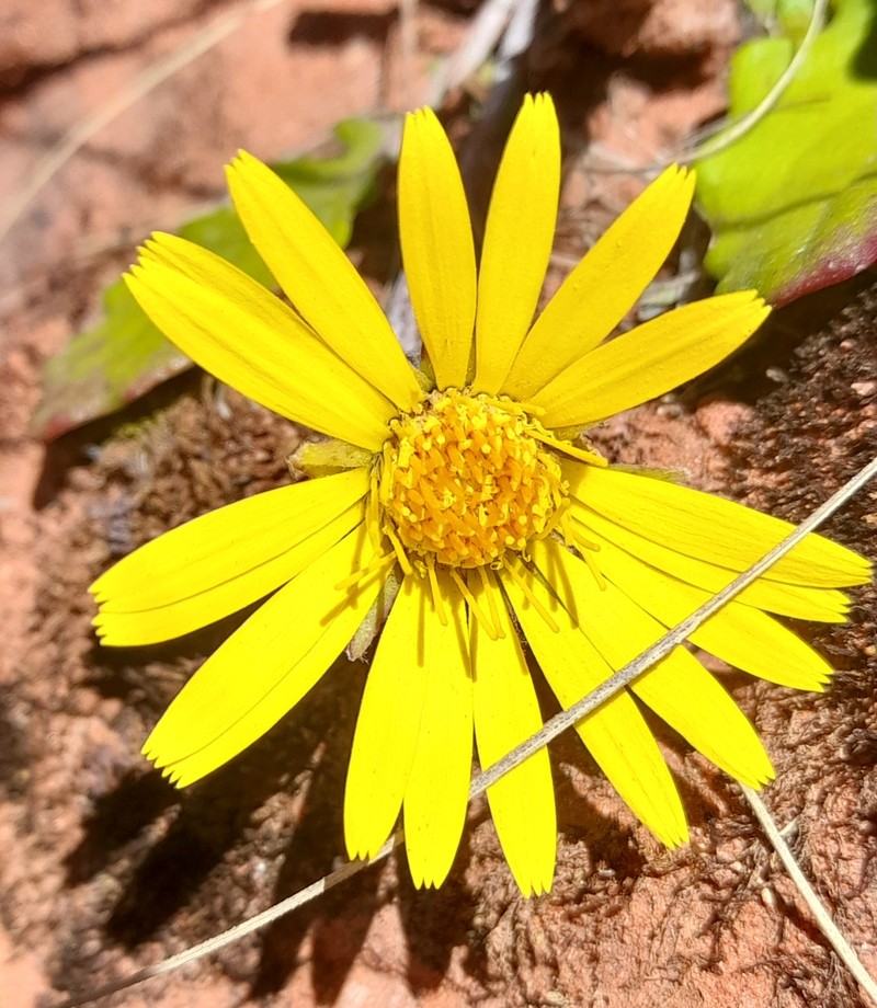 Trichocline macrorhiza photo 4