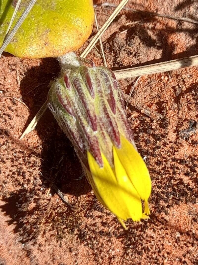 Trichocline macrorhiza photo 5