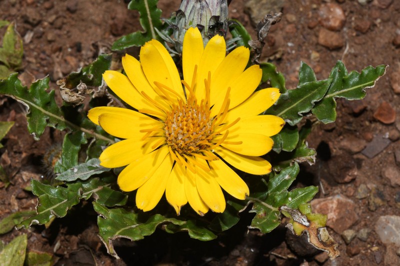 Trichocline minuana