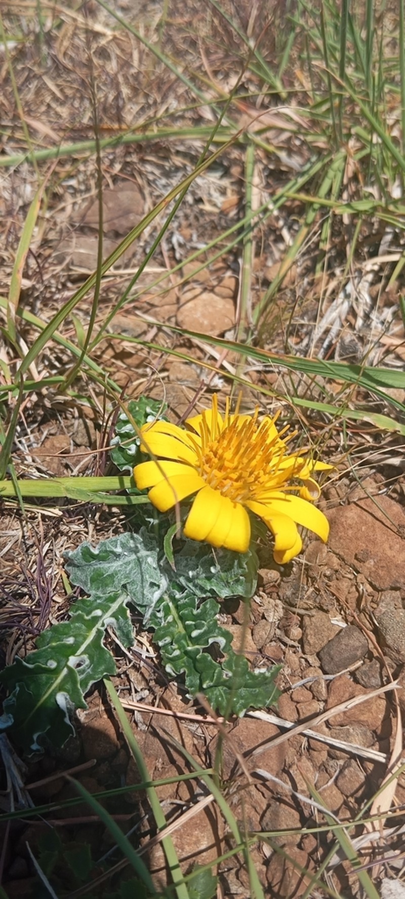 Trichocline minuana photo 2