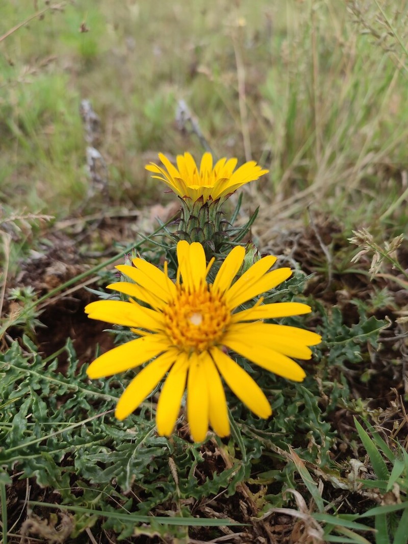 Trichocline minuana photo 3