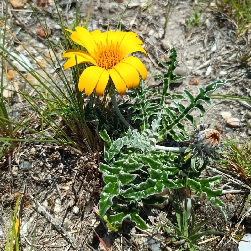 Trichocline minuana photo 4
