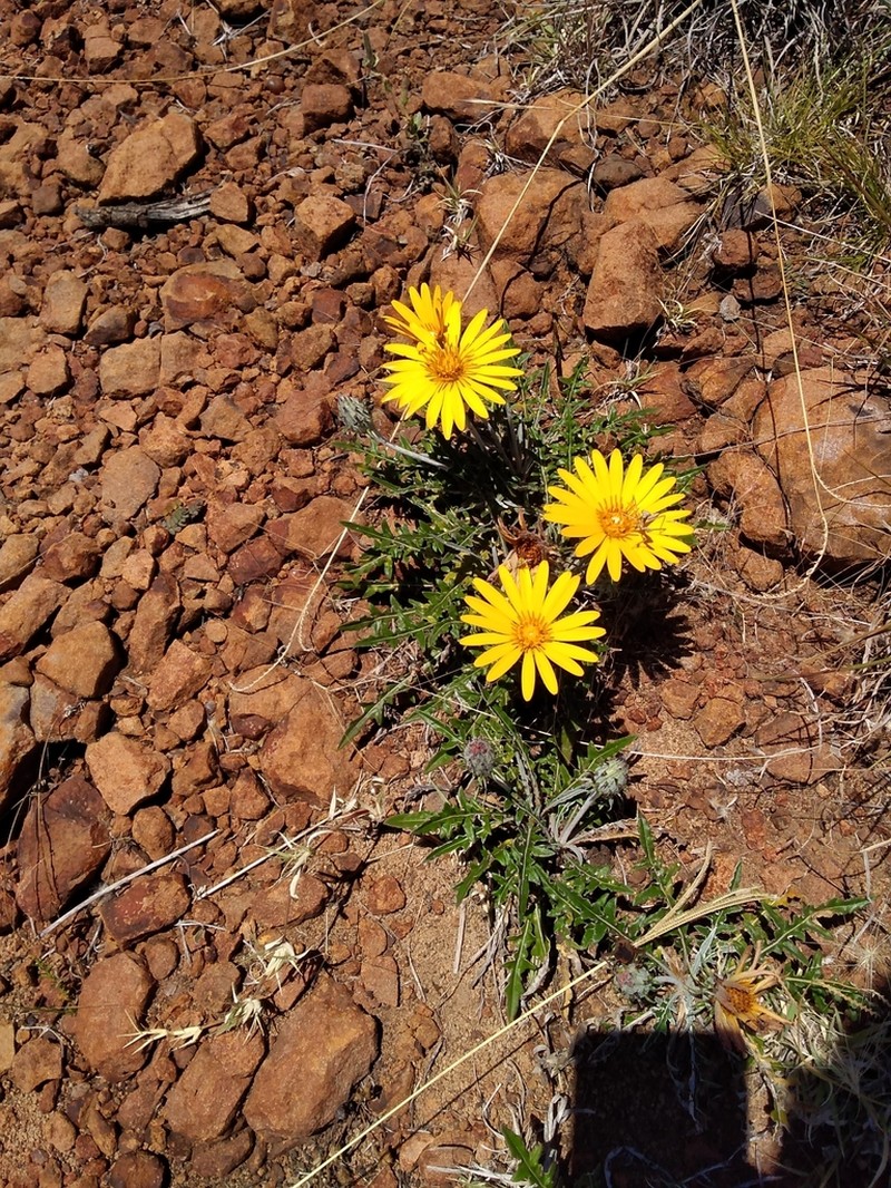 Trichocline minuana photo 5