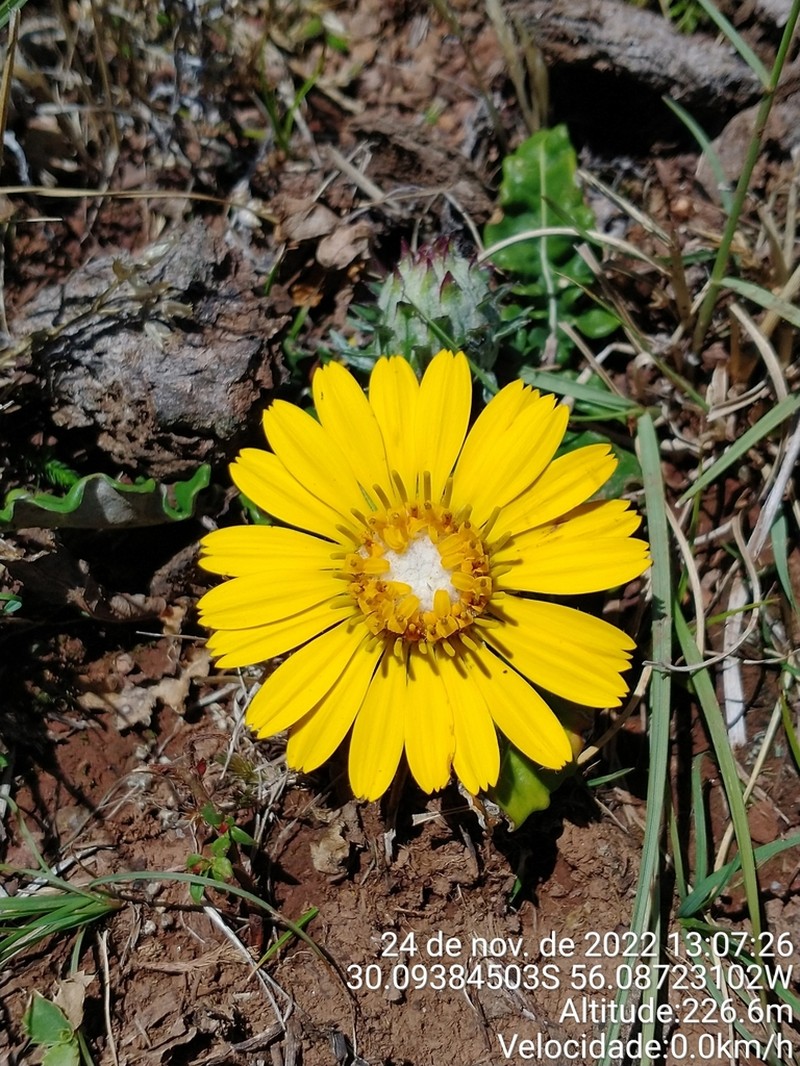 Trichocline minuana photo 6