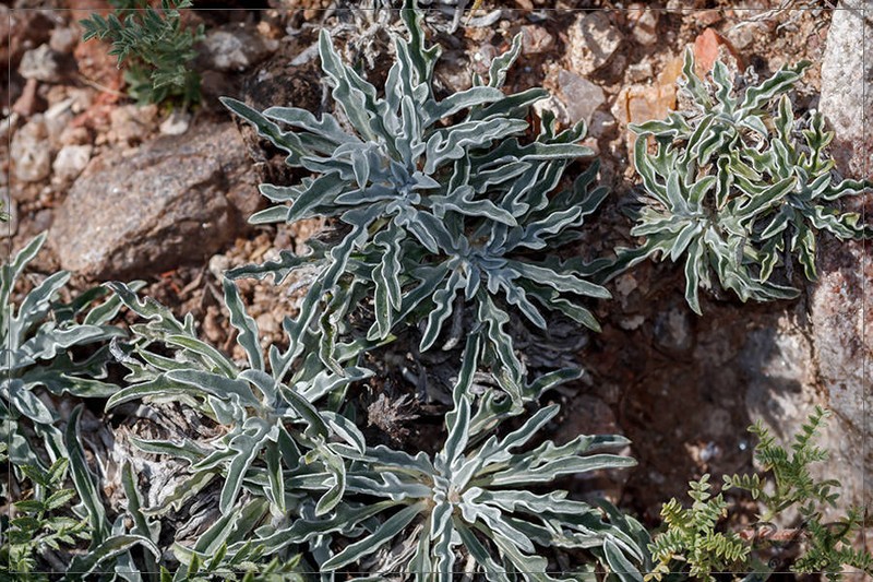 Trichocline plicata