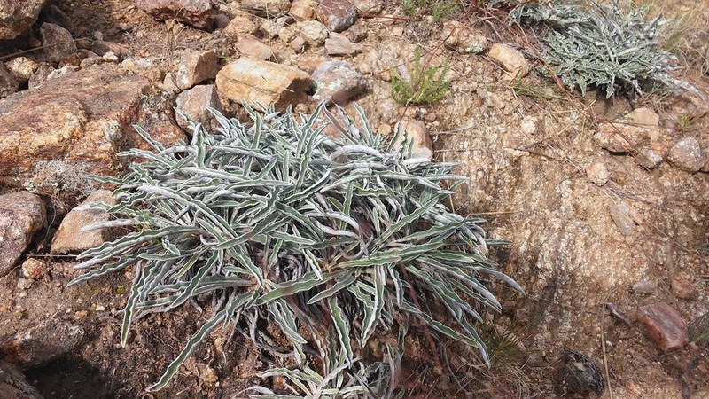 Trichocline plicata photo 2