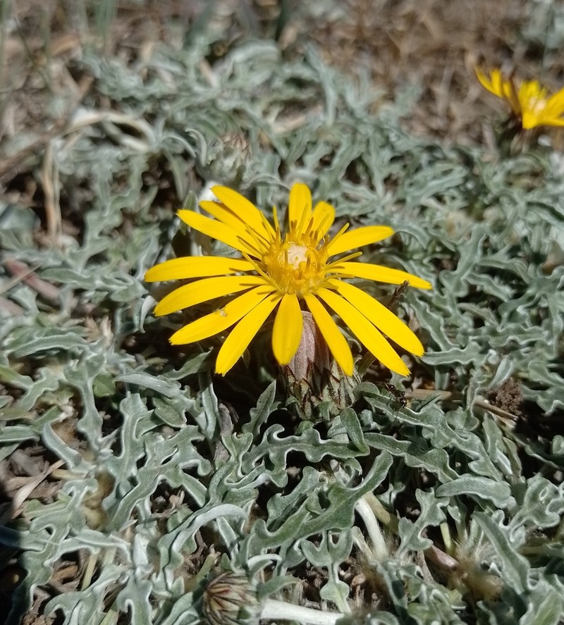 Trichocline plicata photo 3
