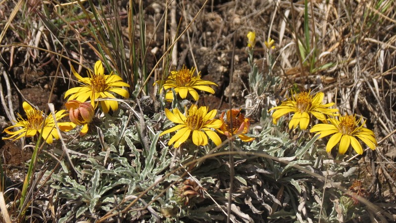 Trichocline plicata photo 5