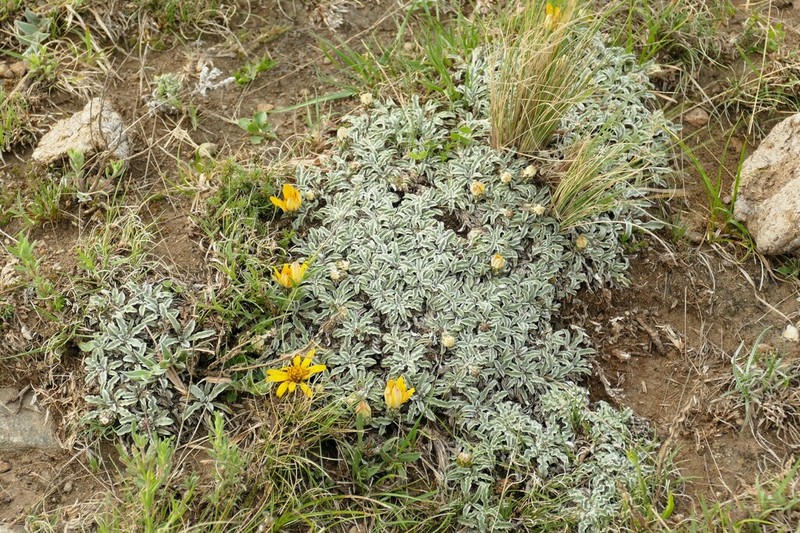 Trichocline plicata photo 6