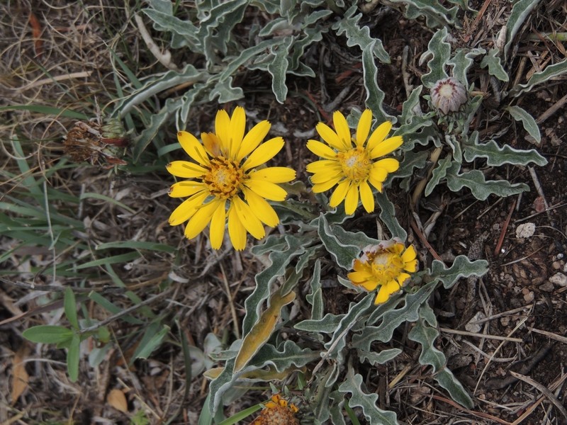 Trichocline plicata photo 7