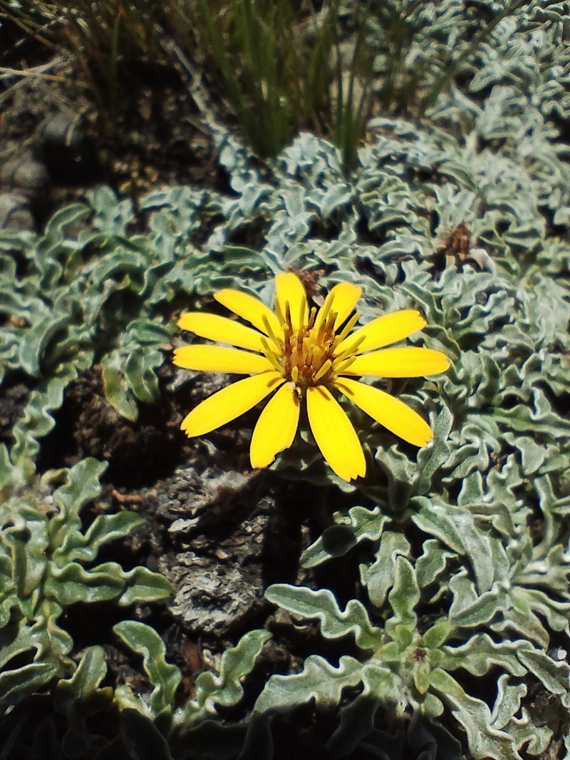 Trichocline plicata photo 8