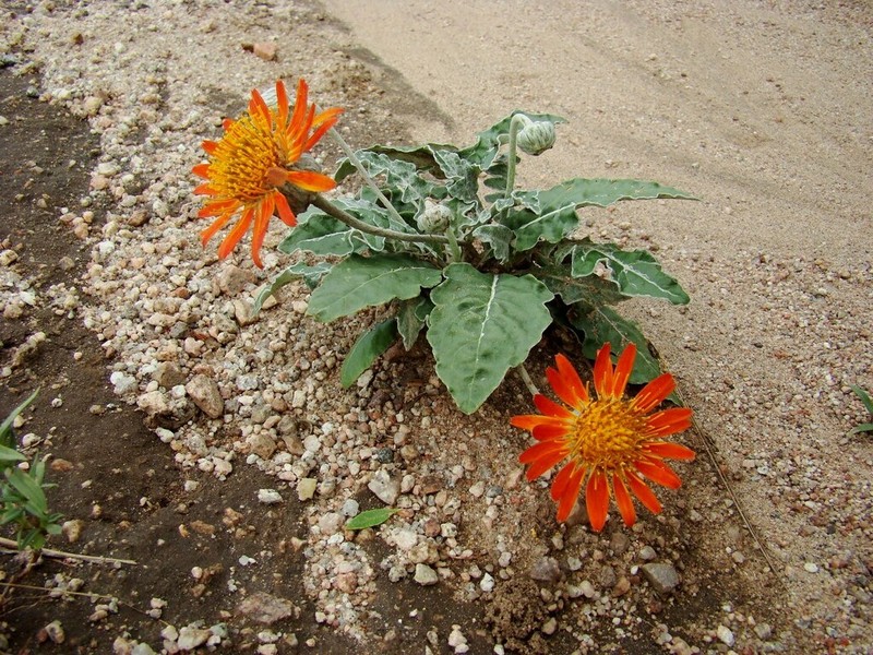 Trichocline reptans