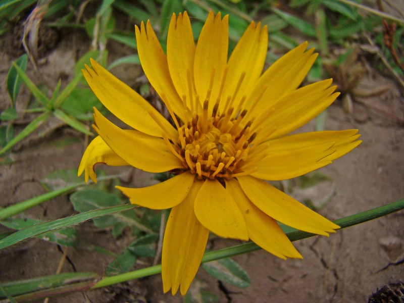 Trichocline reptans photo 7