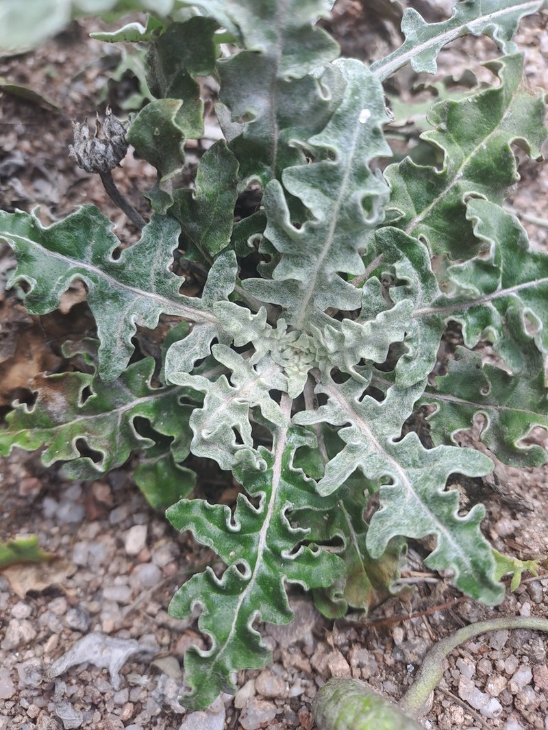 Trichocline reptans photo 8