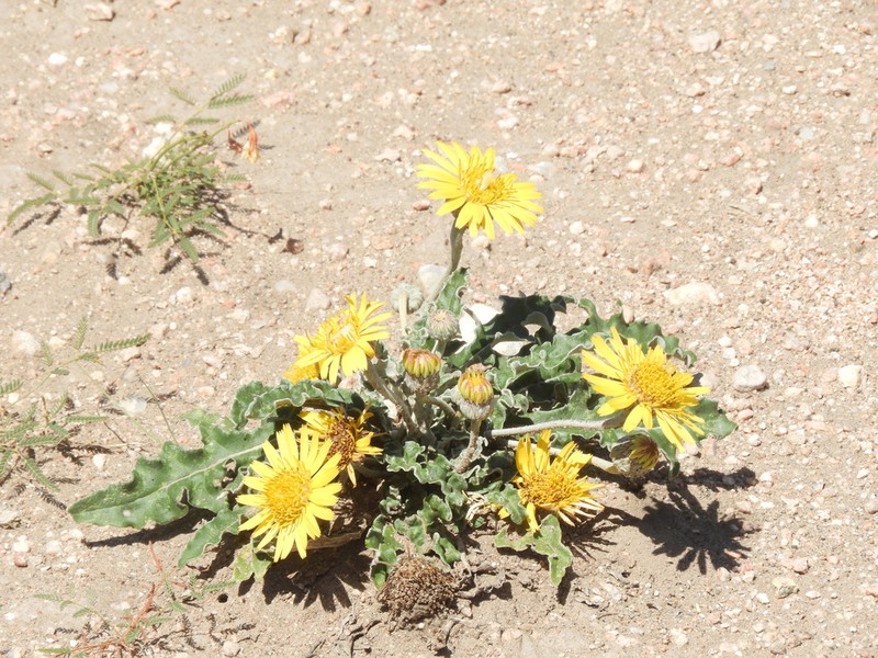 Trichocline sinuata