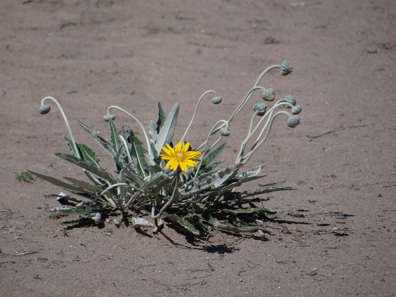 Trichocline sinuata photo 2