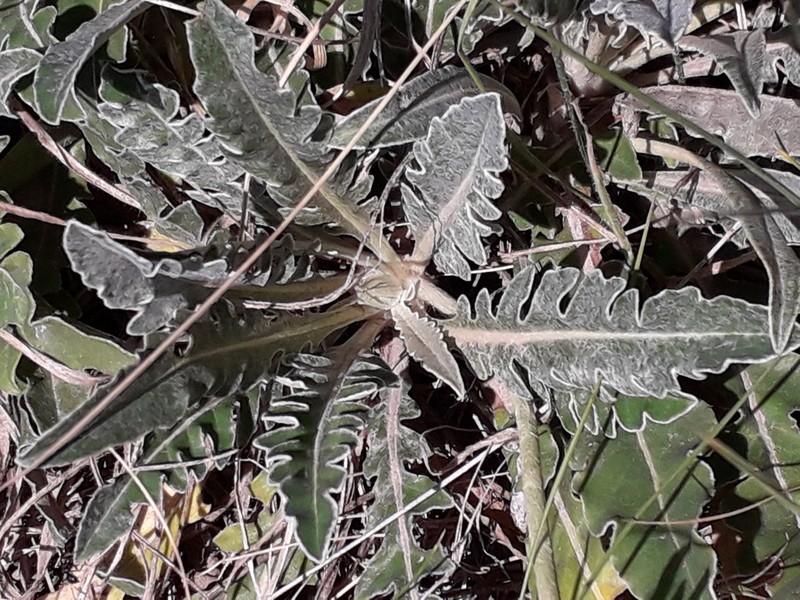 Trichocline sinuata photo 3