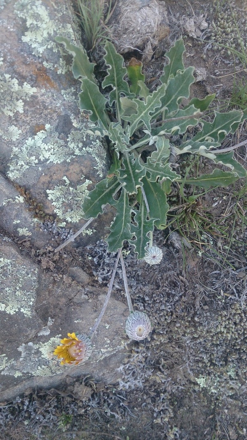 Trichocline sinuata photo 4