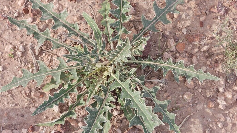 Trichocline sinuata photo 5