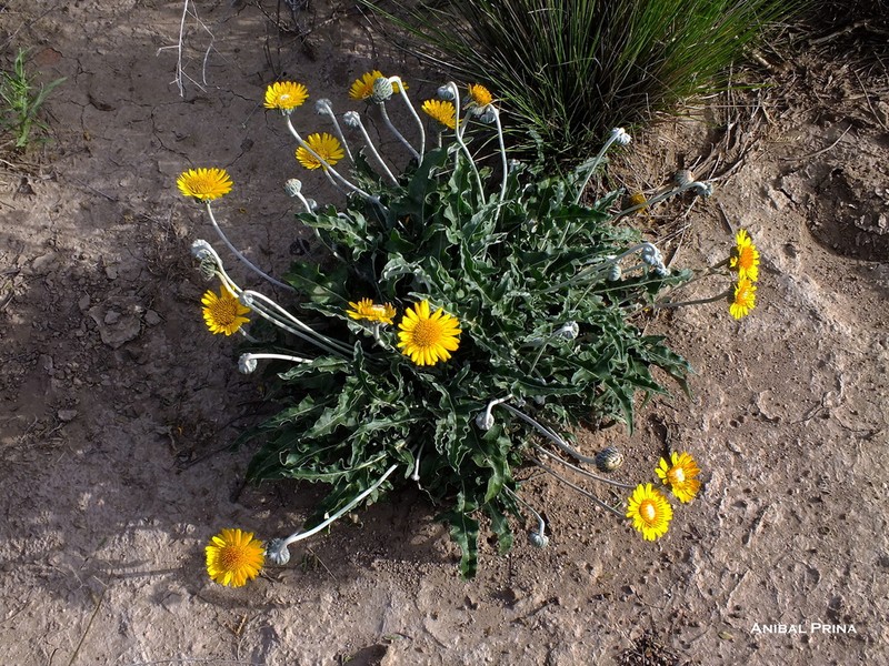 Trichocline sinuata photo 6