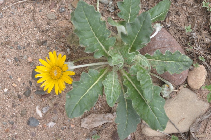 Trichocline sinuata photo 7