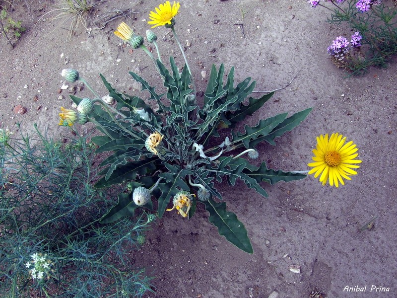 Trichocline sinuata photo 8