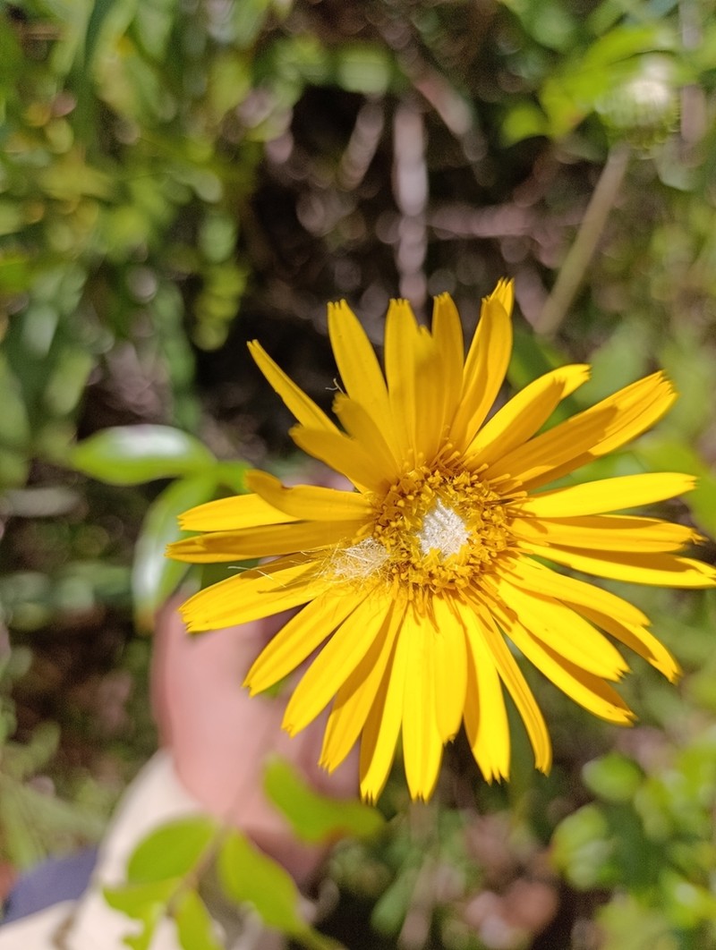 Trichocline speciosa