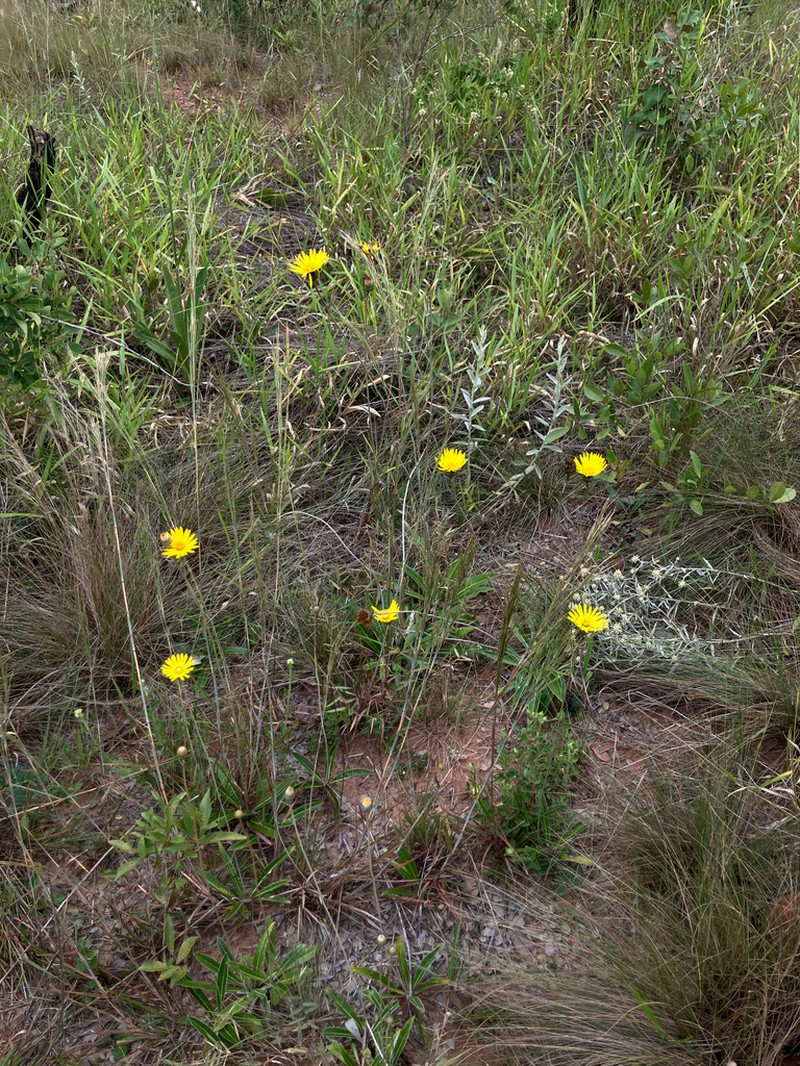 Trichocline speciosa photo 2