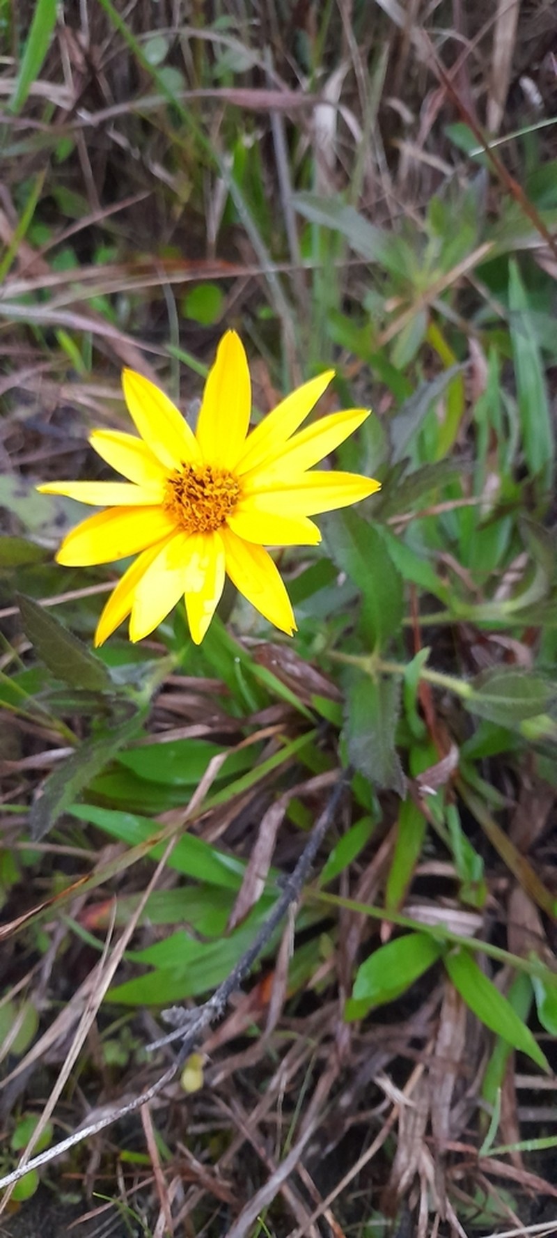 Trichocline speciosa photo 3