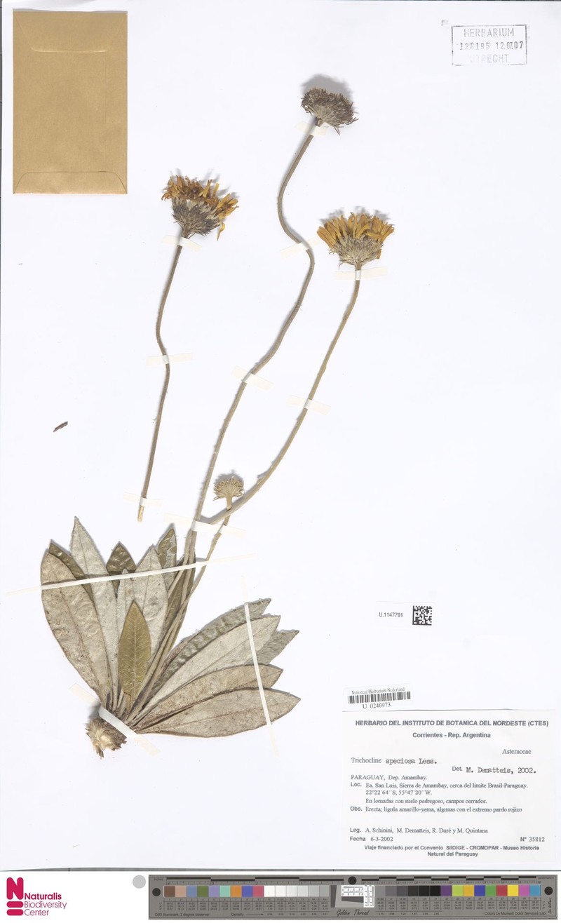 Trichocline speciosa photo 4
