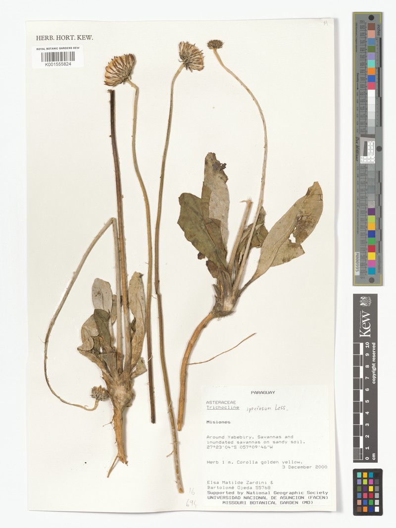 Trichocline speciosa photo 5