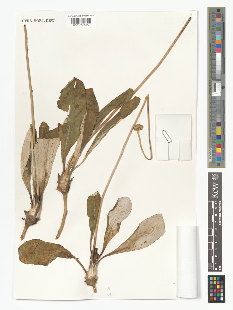 Trichocline speciosa photo 6