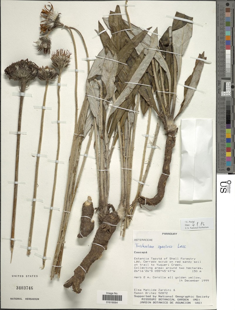 Trichocline speciosa photo 7