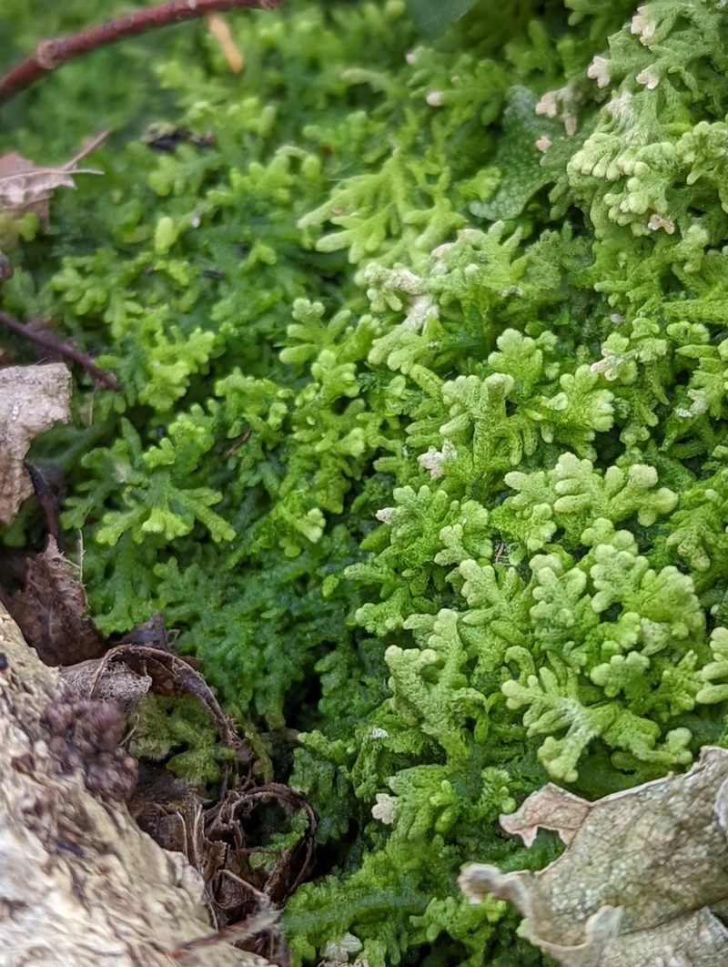 Trichocolea tomentella photo 4