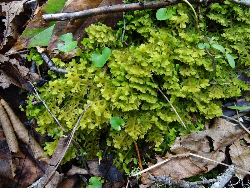 Trichocolea tomentella photo 5