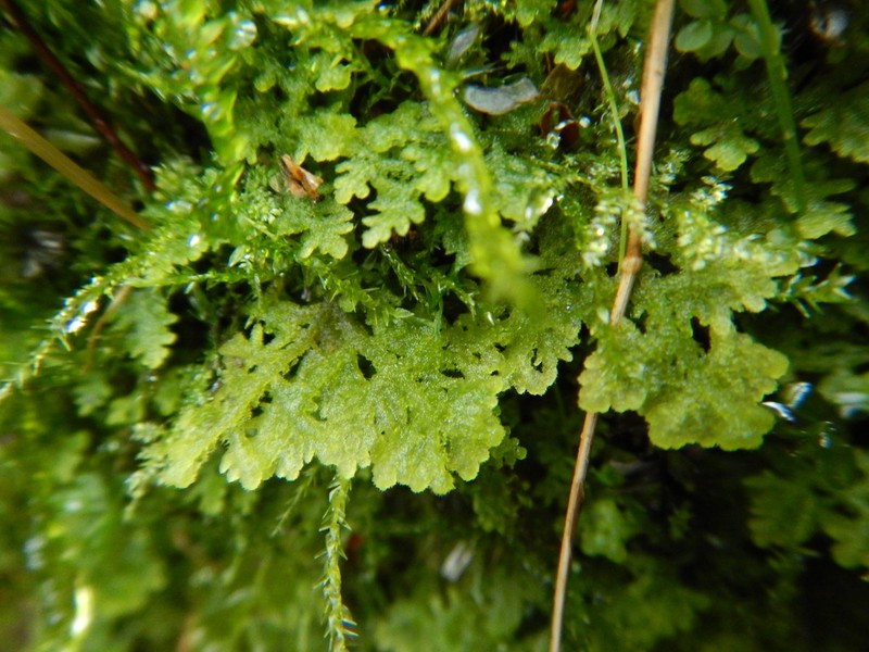 Trichocolea tomentella photo 6