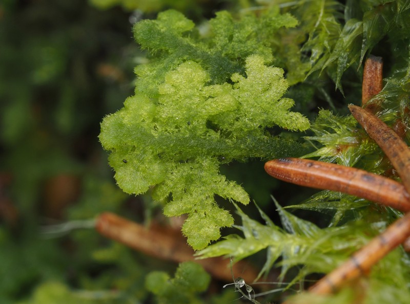 Trichocolea tomentella photo 7