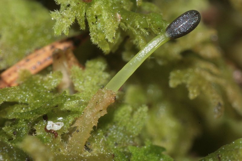 Trichocolea tomentella photo 5