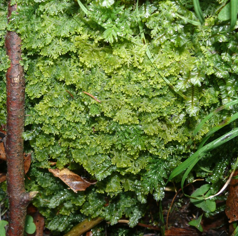 Trichocolea tomentella photo 6